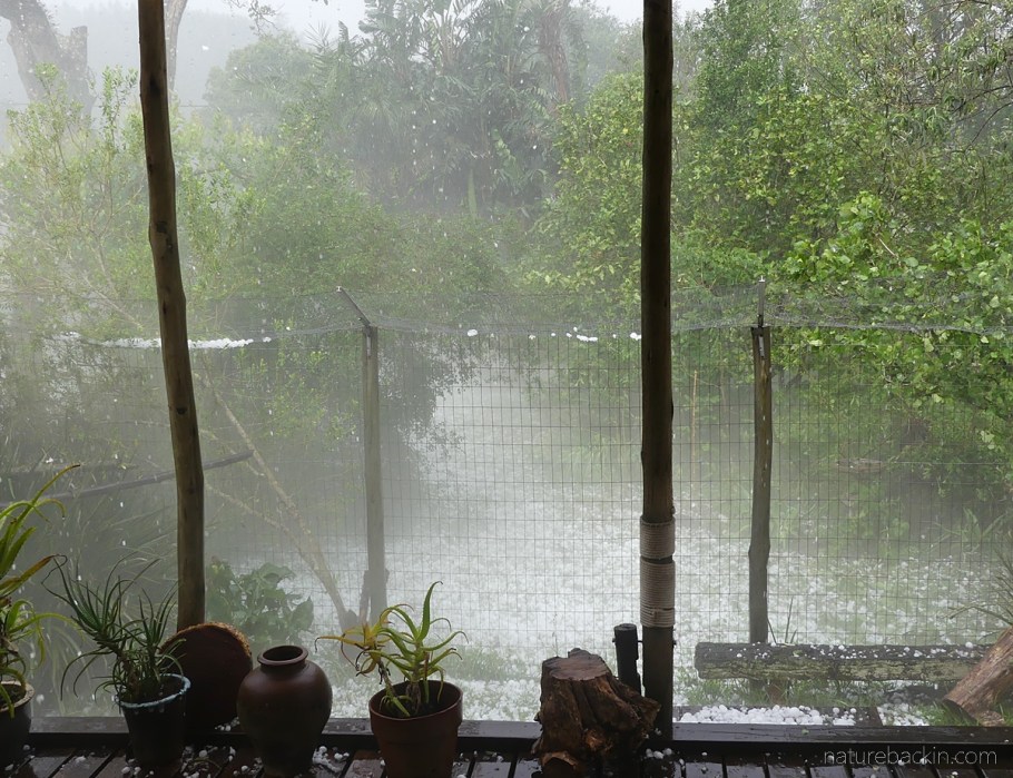 Hailstorm suburban garden KwaZulu-Natal