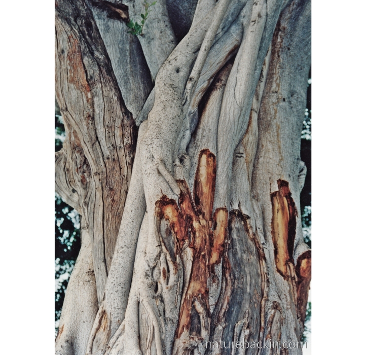 Sycamore fig tree showing marks from being tusked by elephants, Botswana
