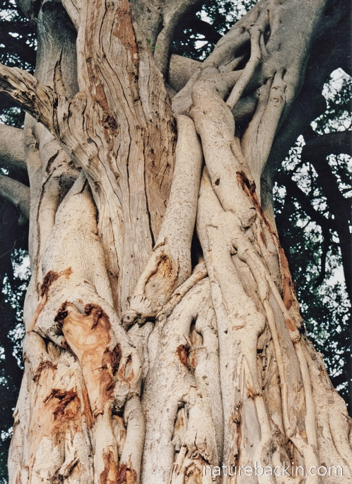 Trunk of a large sycamore fig tree, Linyanti, Botswana