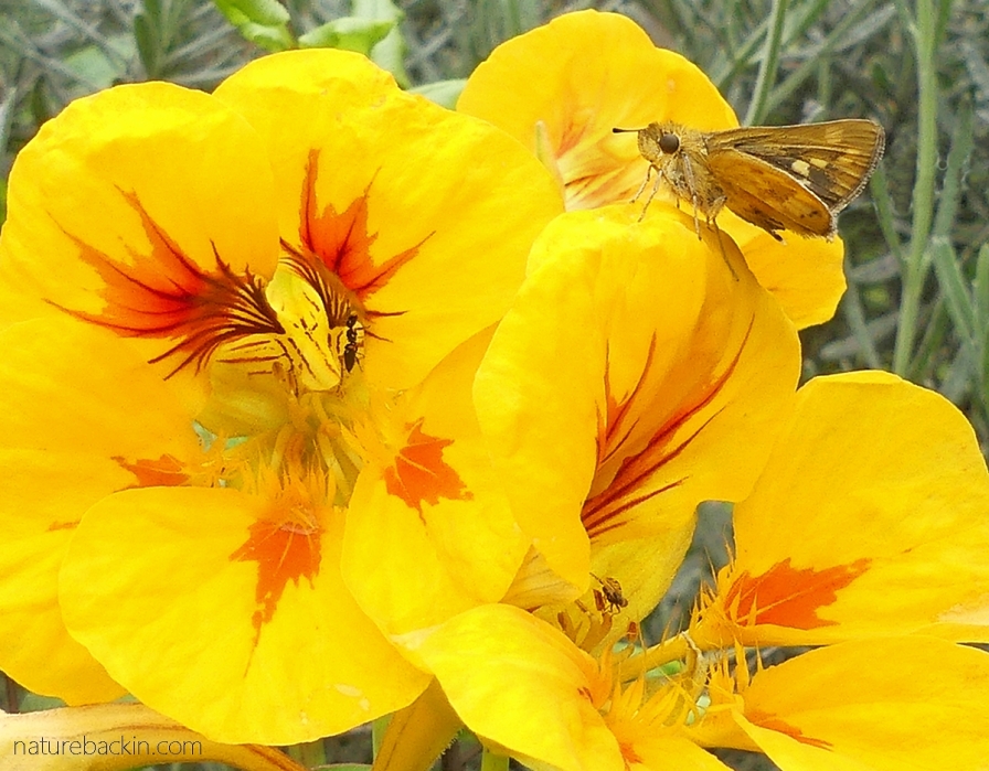 Skipper butterfly and ant on nasturtium flowers