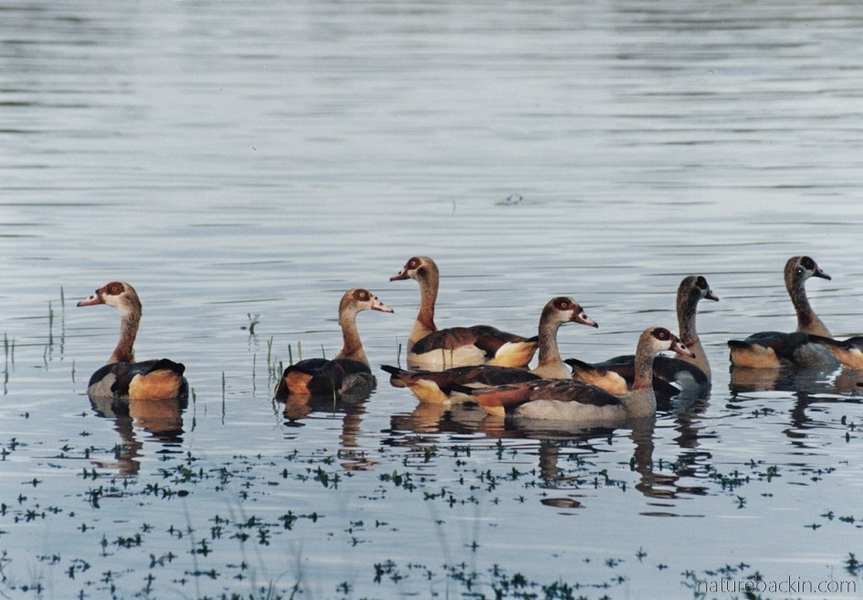 Eqyptian geese, Moremi Game Reserve