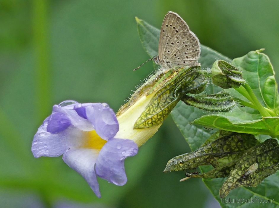 One of the blue butterflies on a blue flower (Thunbergia natalensis)
