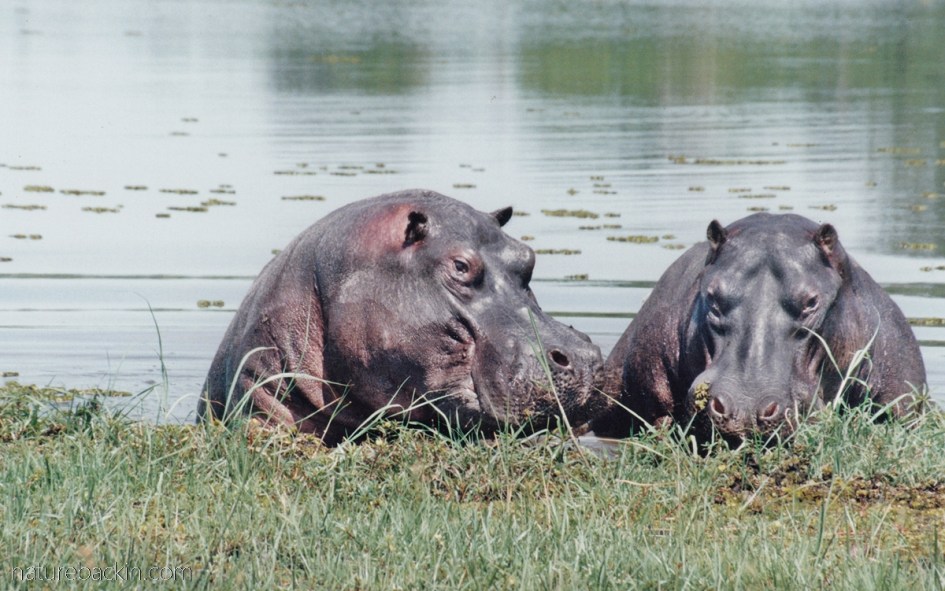 Hippos at the shoreline, Moremi Game Reserve