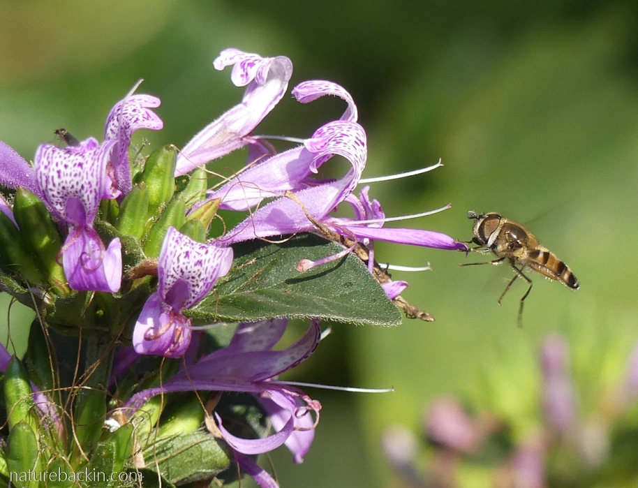 A hoverfly visiting a flower of a ribbon bush (Hypoestes aristata)