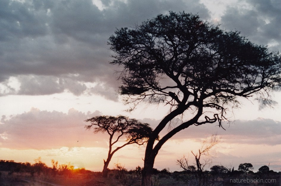 Camelthorn trees, Savuti
