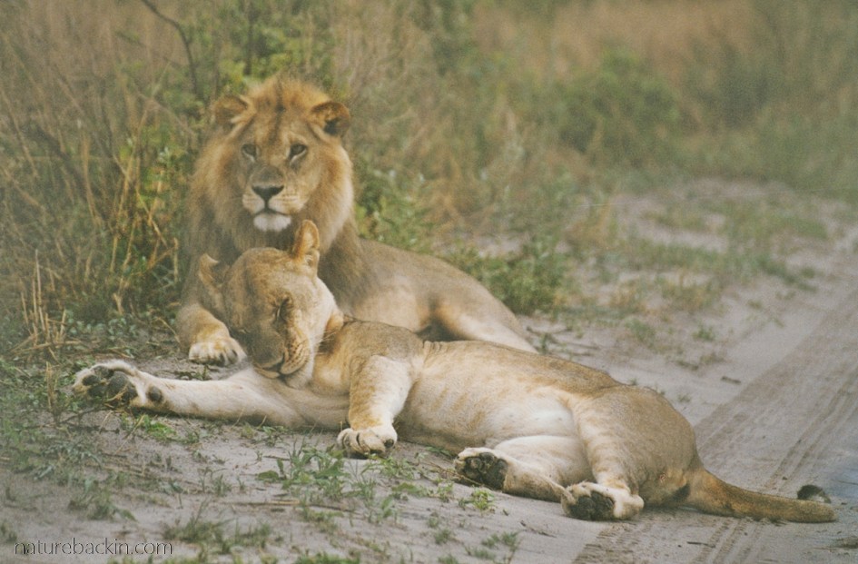 Pair of lions, Savuti