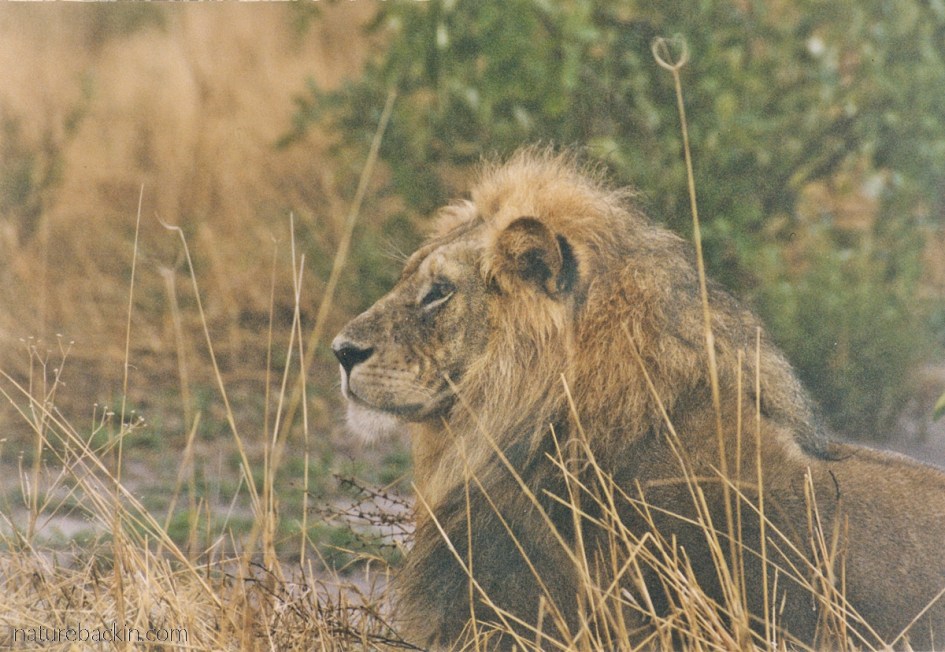 Lion in the rain, Savuti, Botswana