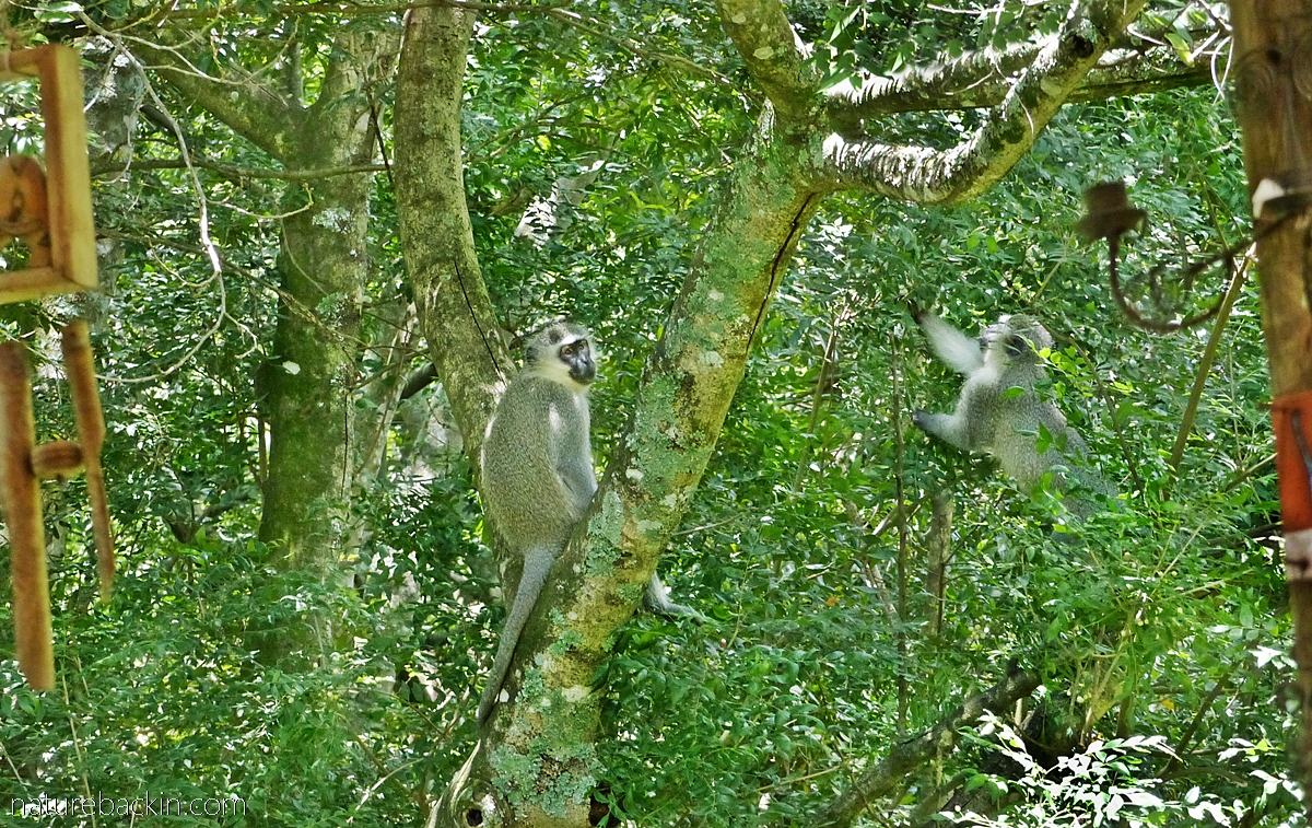 Vervet monkeys eating fruit from a horsewood (perdepis) tree in a suburban garden in KwaZulu-Natal