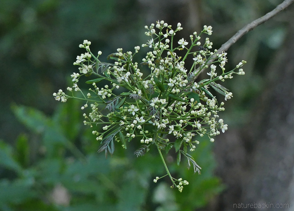 Flowers of the horsewood (perdepis), South Africa