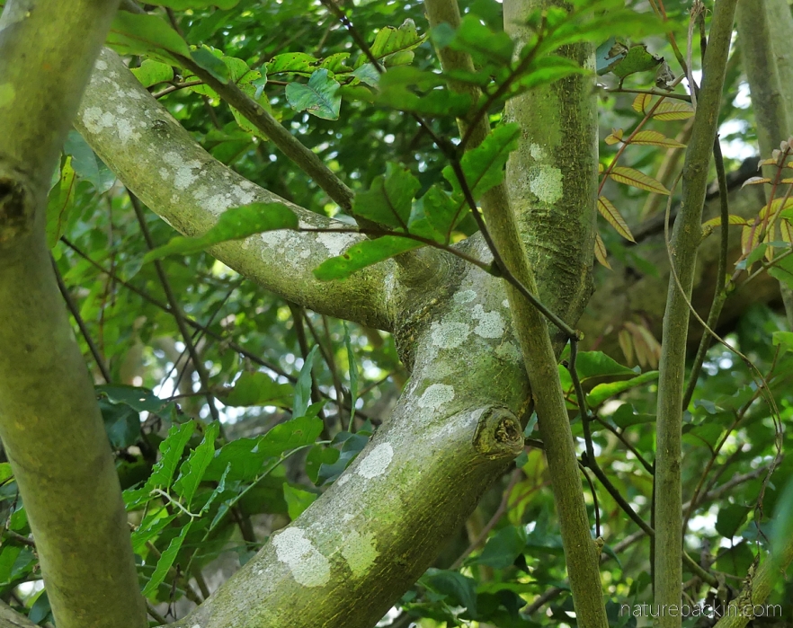 Branches and stems of the horsewood (perdepis) tree