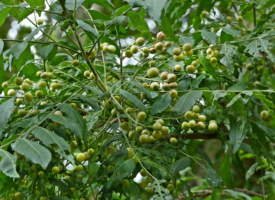 Fruits of the horsewood (perdepis) tree when green