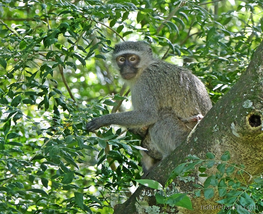 Female vervet monkey with baby eating fruits of a horsewood (perdepis) tree