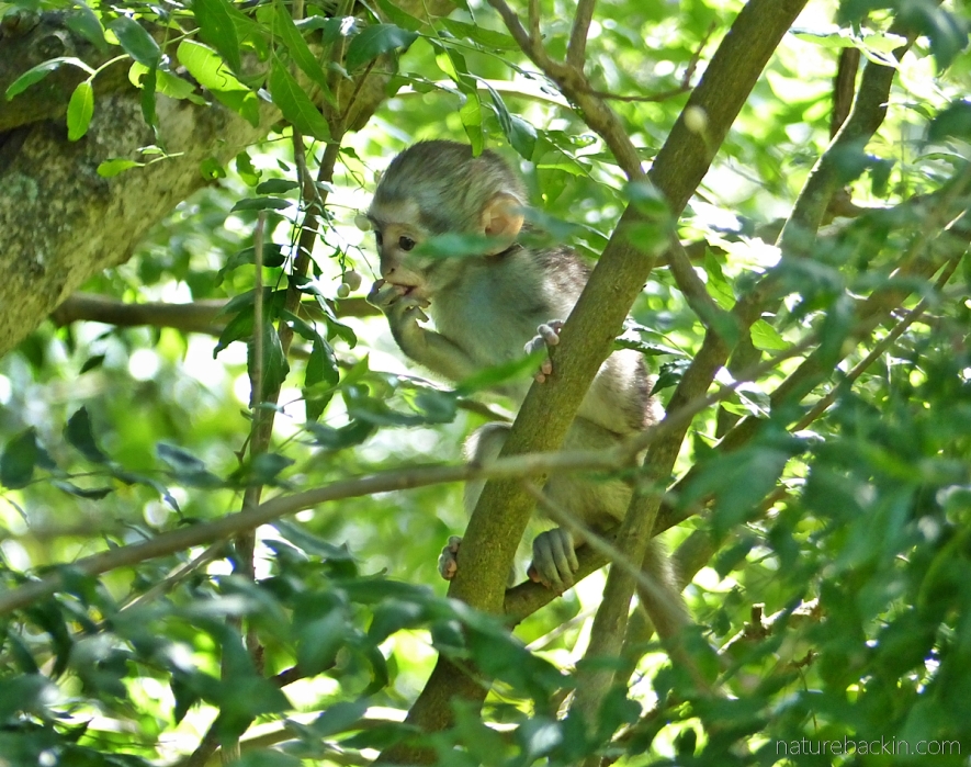 A baby vervet monkey eating green fruits of a horsewood (perdepis) tree