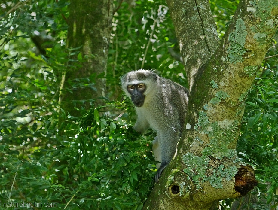 A vervet monkey foraging in a horsewood (perdepis) tree, KwaZulu-Natal