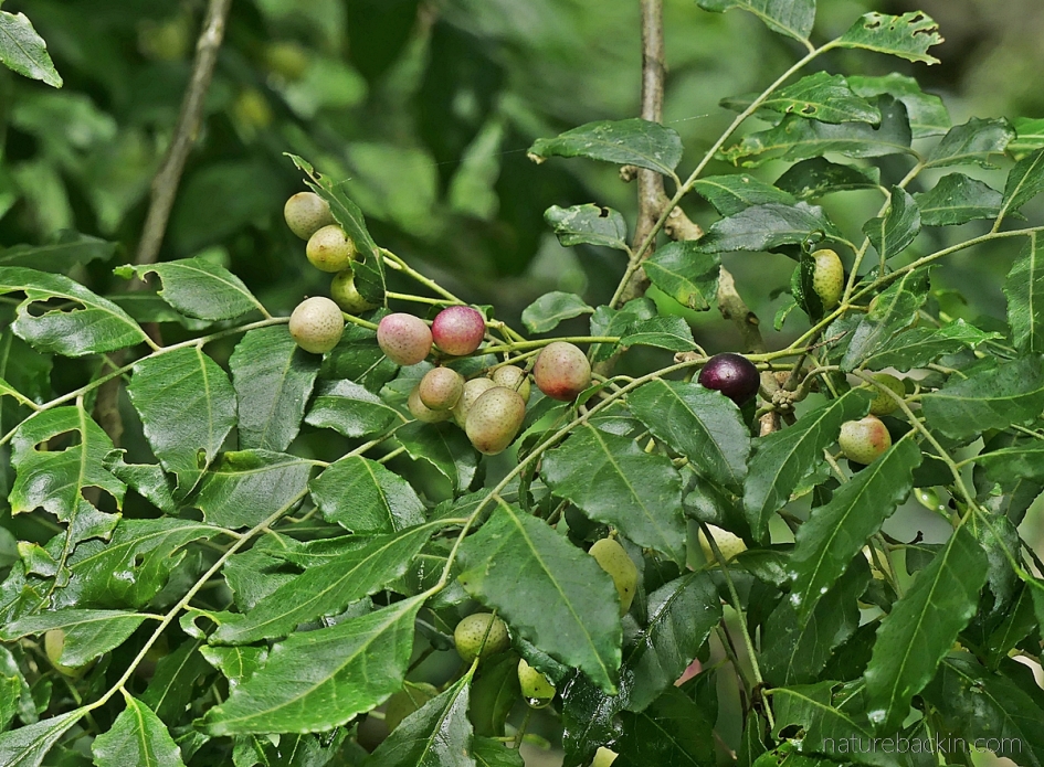 Fruits and leaves of a horsewood (perdepis) tree, South Africa