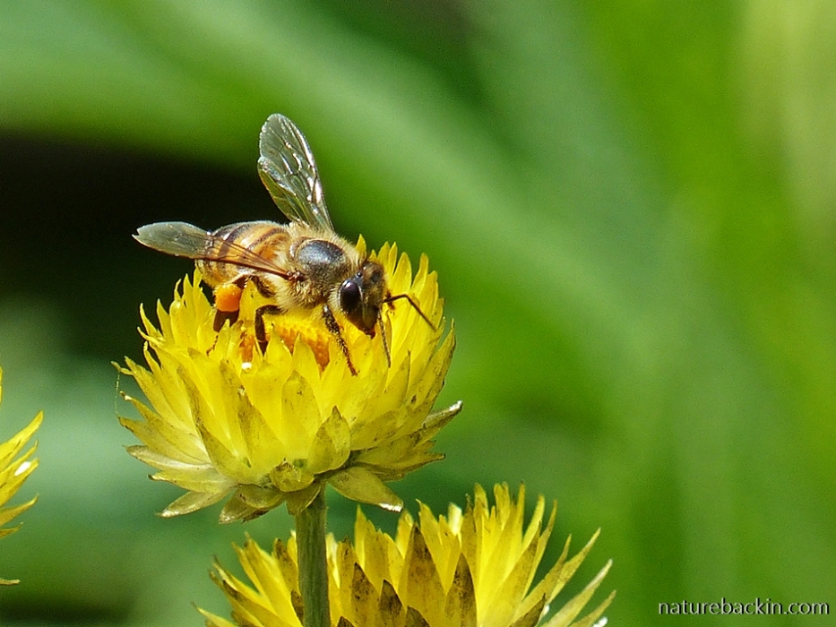 Honeybee visiting a yellow everlasting (Helichrysum cooperi)