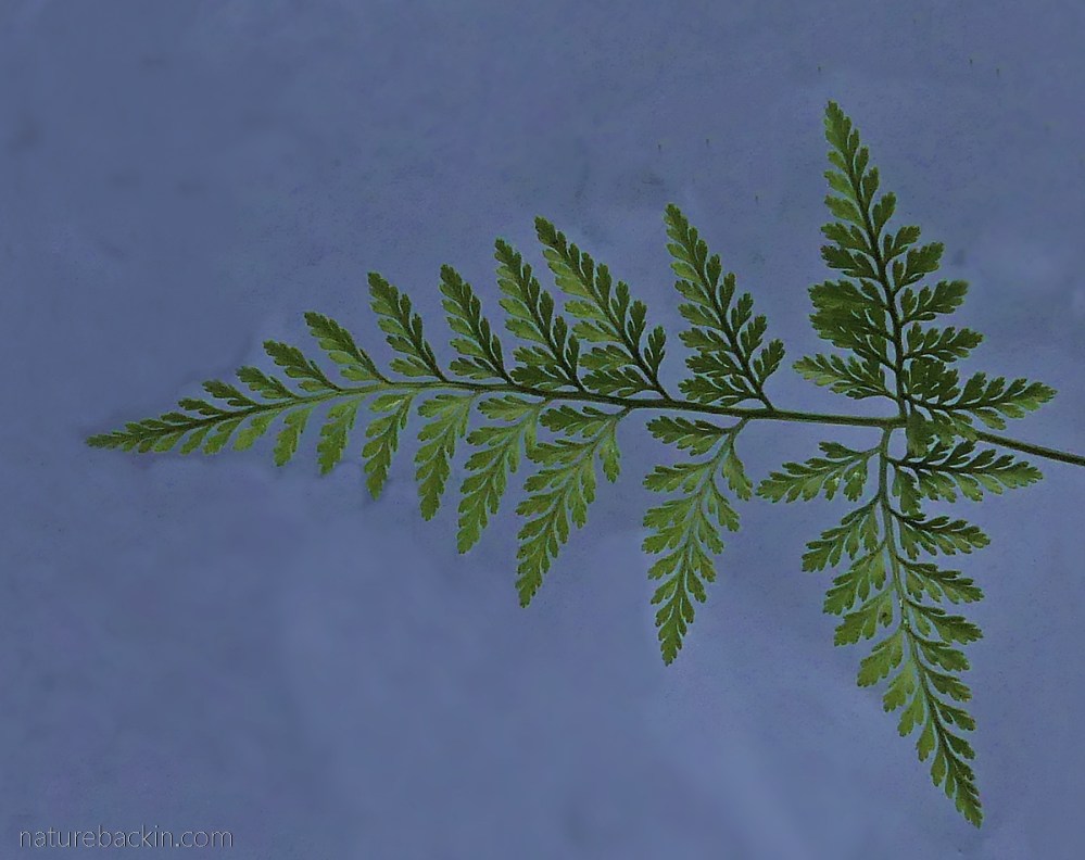 Patterns in nature: Fractals – letting nature back in