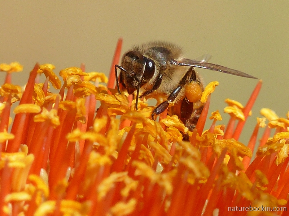 Honeybee foraging on the flower head of a paintbrush lily (Scadoxus puniceus)