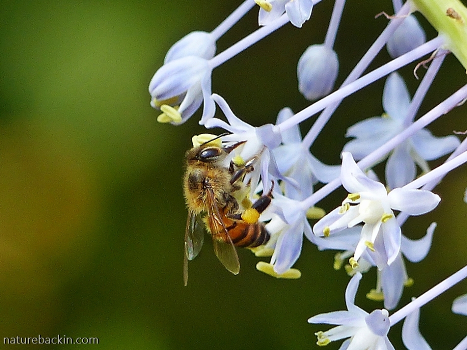 Honeybee vising a flower of the blue squill (Merwilla plumbea)