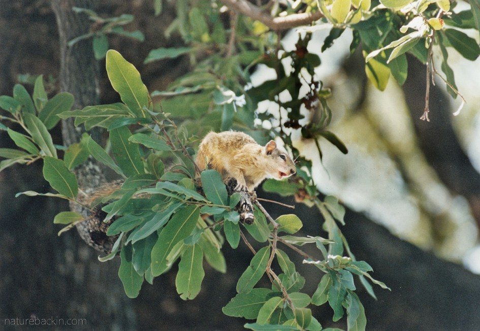 Tree squirrel alarm calling, Moremi Game Reserve