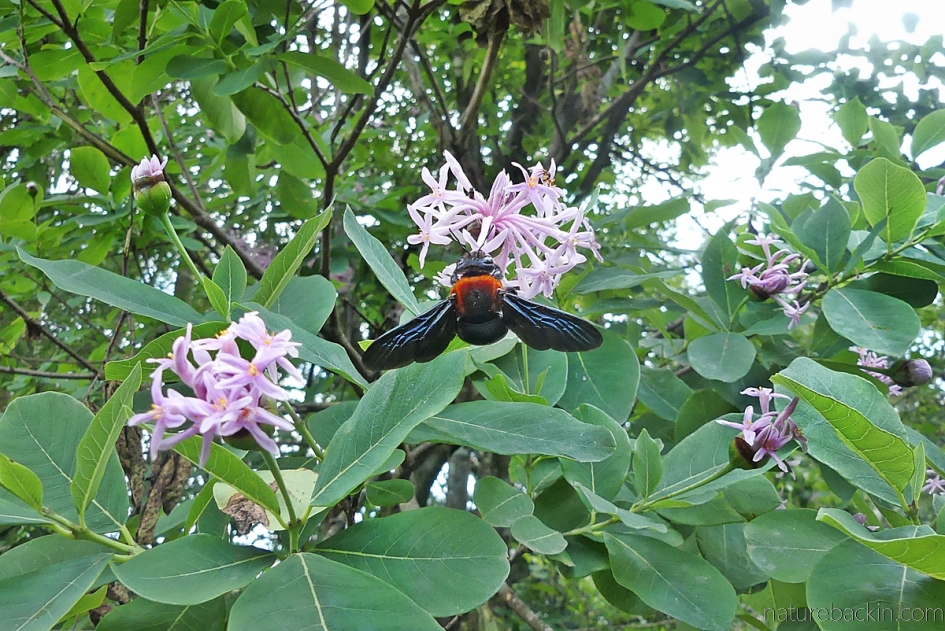 Giant carpenter bee feeding on a flower of the pompon tree (Dais cotinifolia)