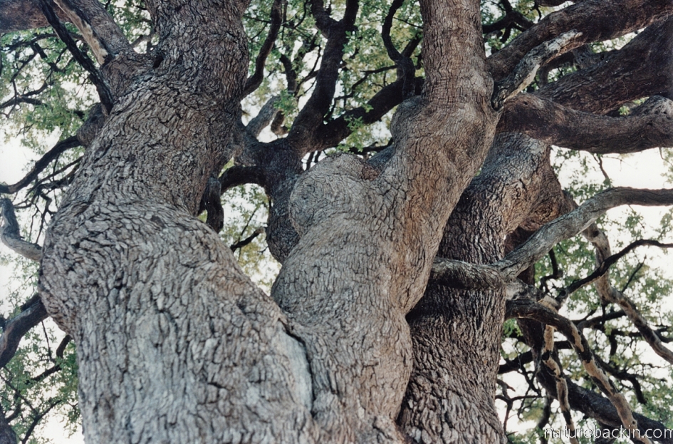 Riverine tree Linyanti, Botswana