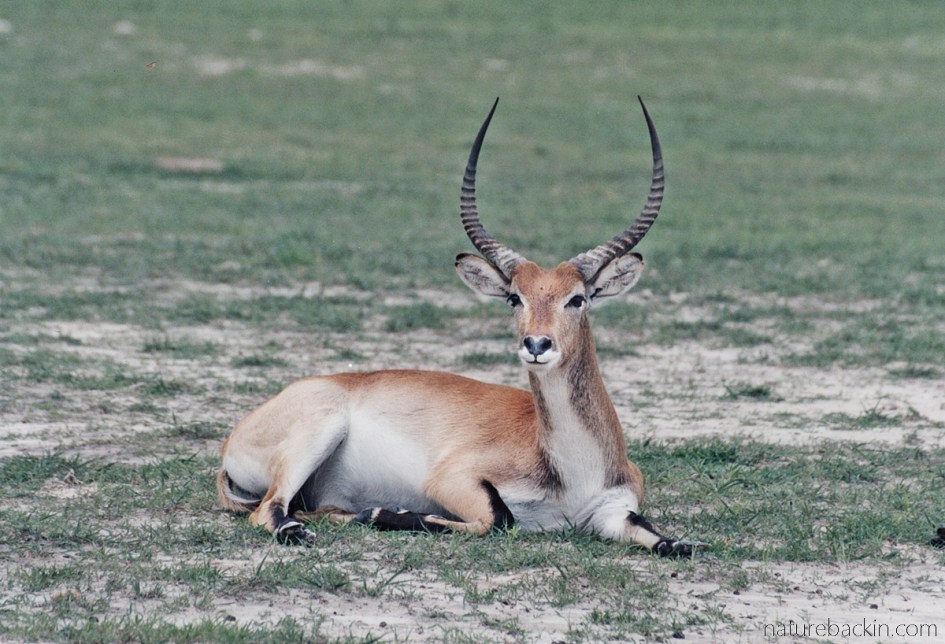 Red lechwe ram, Moremi Game Reserve