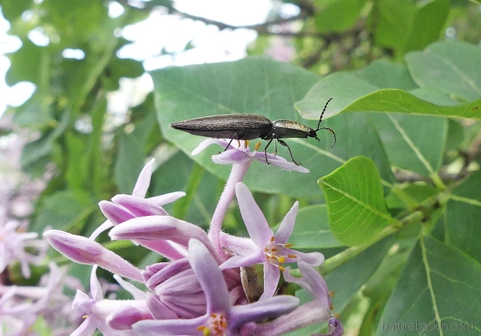Elongaged beetle visiting flowers on a pompon tree
