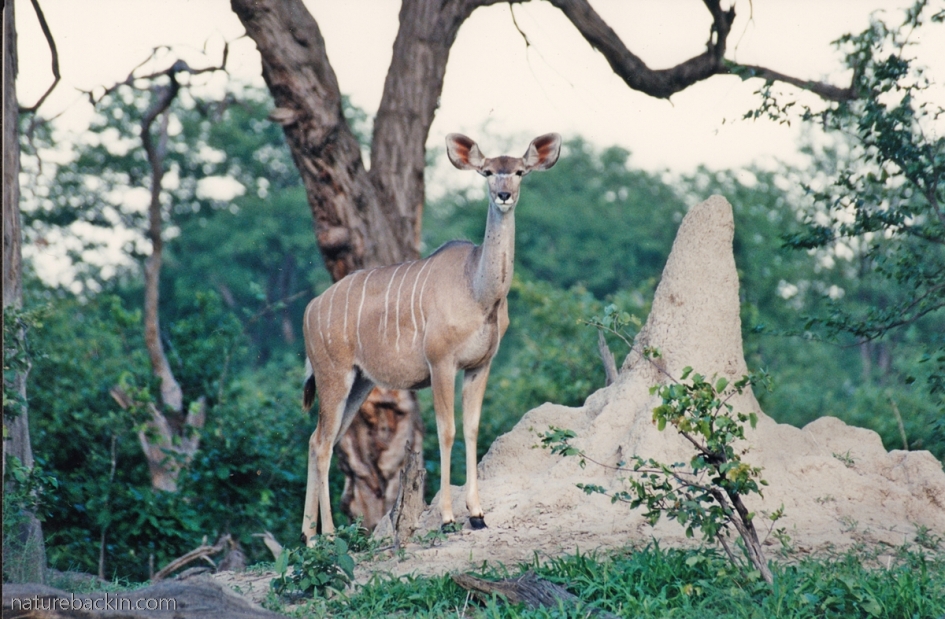 Kudu on termite mound, Linyanti, Botswana