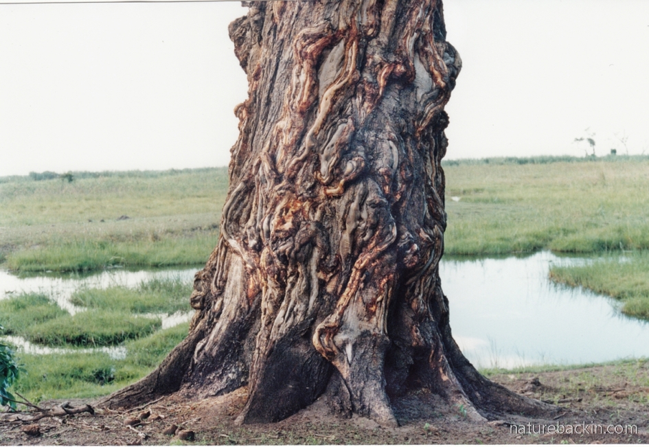 Large tree next to the margins of the Linyanti River, Botswana