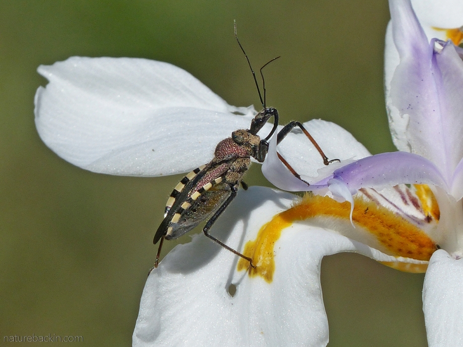 A flower assassin bug (Rhynocoris sementarius) waiting on a wild iris flower