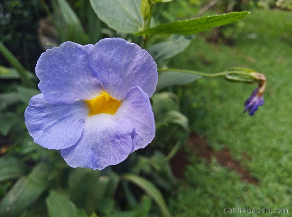 Flower of Natal blue bell (Thundbergia Natalensis), KwaZulu-Natal