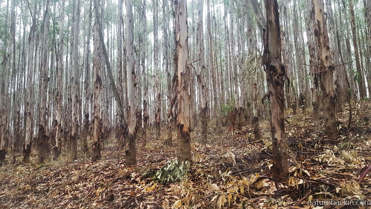 Eucalyptus trees in a KwaZulu-Natal plantation