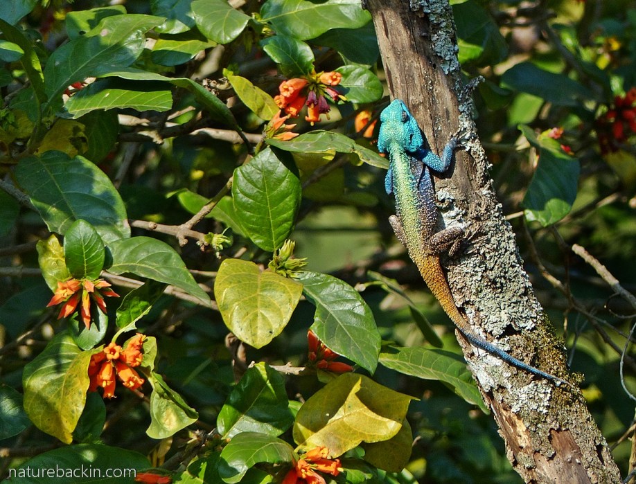 Breeding colours of male southern tree agama, South Africa