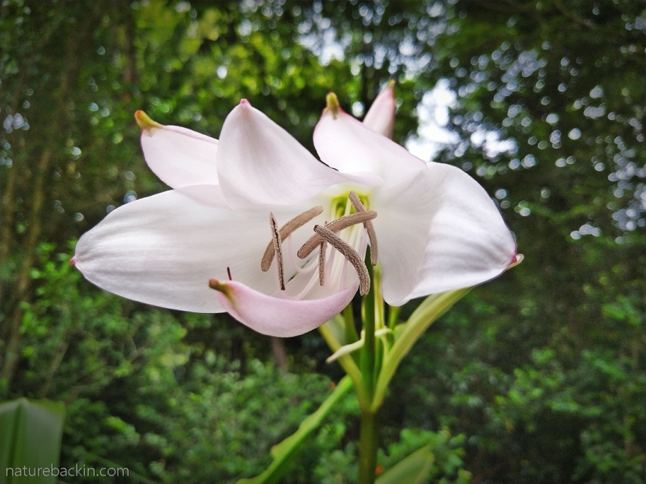 Natal lily (Crinum moorei) in flower, KwaZulu-Natal