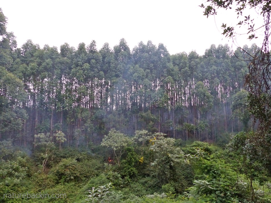 Invasive alien plants on the margins of a eucalyptus plantation, KwaZulu-Natal, South Africa
