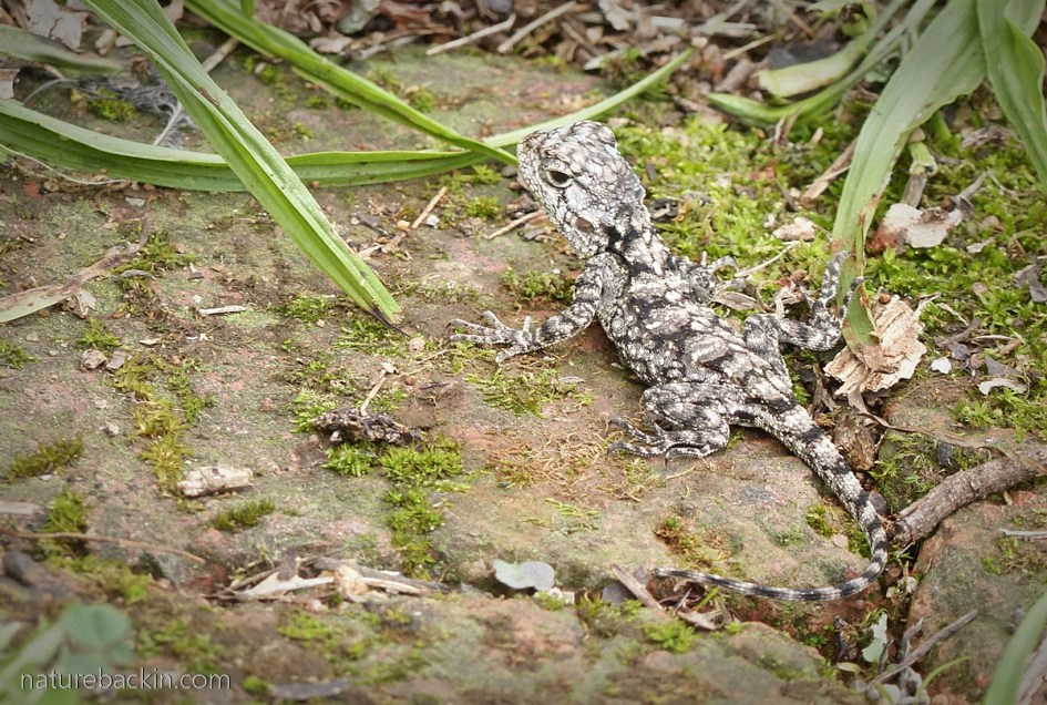 Baby southern tree agama
