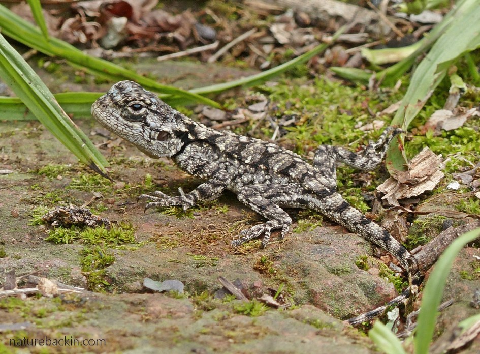 Baby southern tree agama foraging