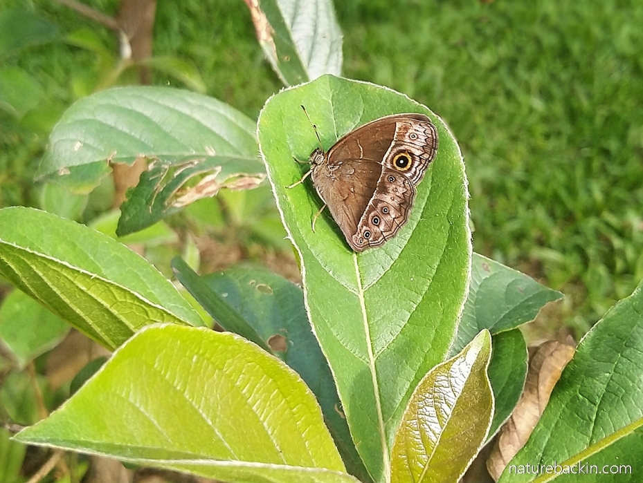 Bush brown butterfly, KwaZulu-Natal