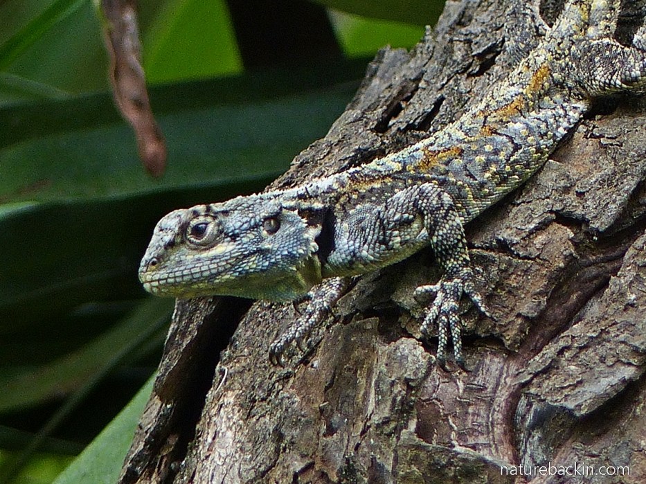 Camouflage colours of a southern tree agama (blue-headed lizard)