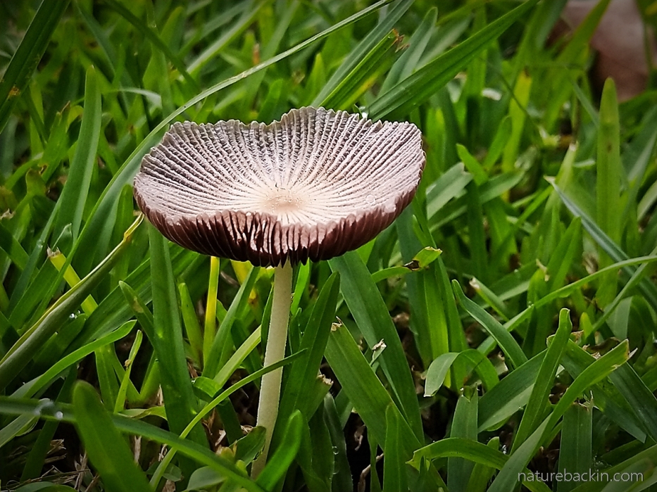 Ephemeral small mushroom in lawn, KwaZulu-Natal