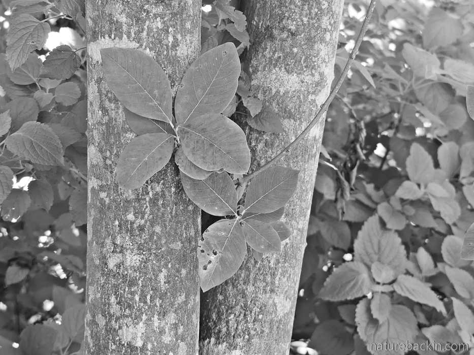 Trunk and leaves of a pompon tree (Dais cotinifolia)