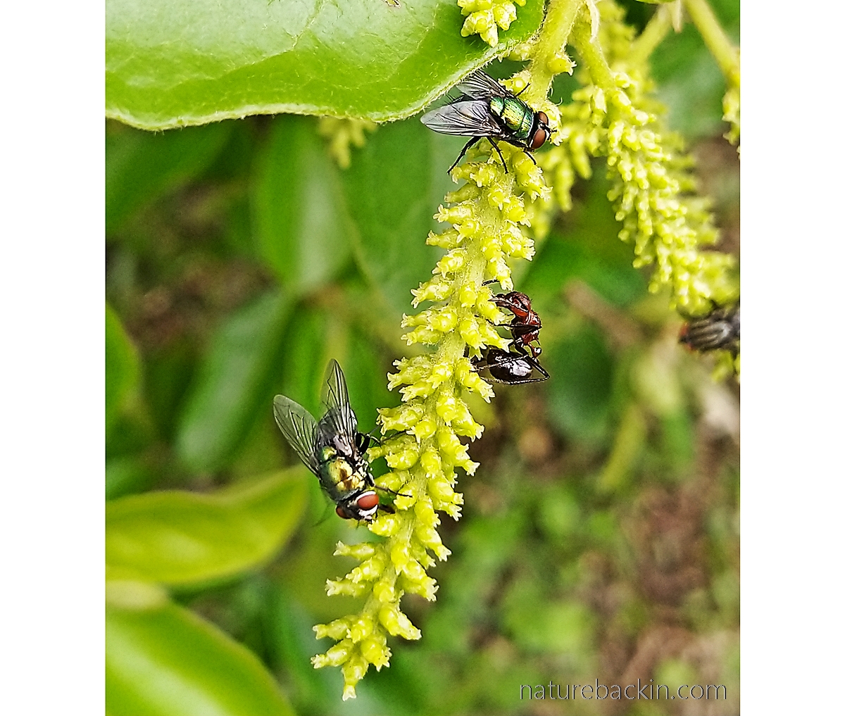 Blow flies and ant feeding on flowers of tassell-berry tree
