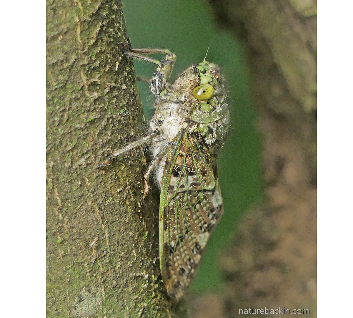 Profile of a cicada in suburban garden, KwaZulu-Natal