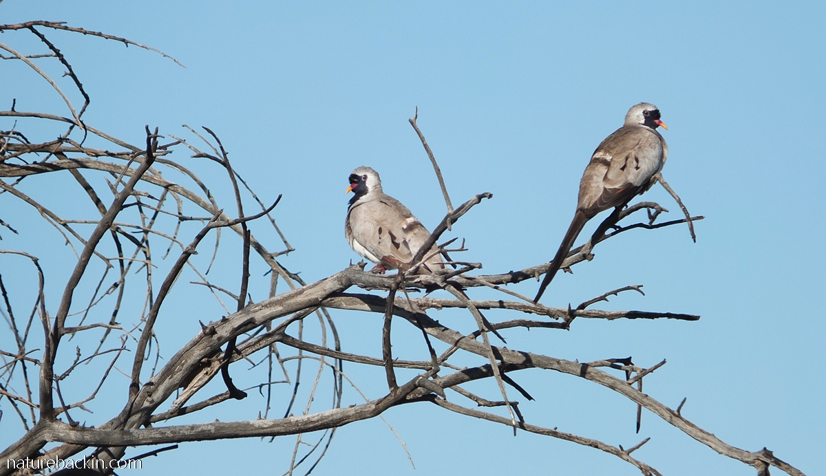 Two Namaqua doves perching in a tree, Botswana