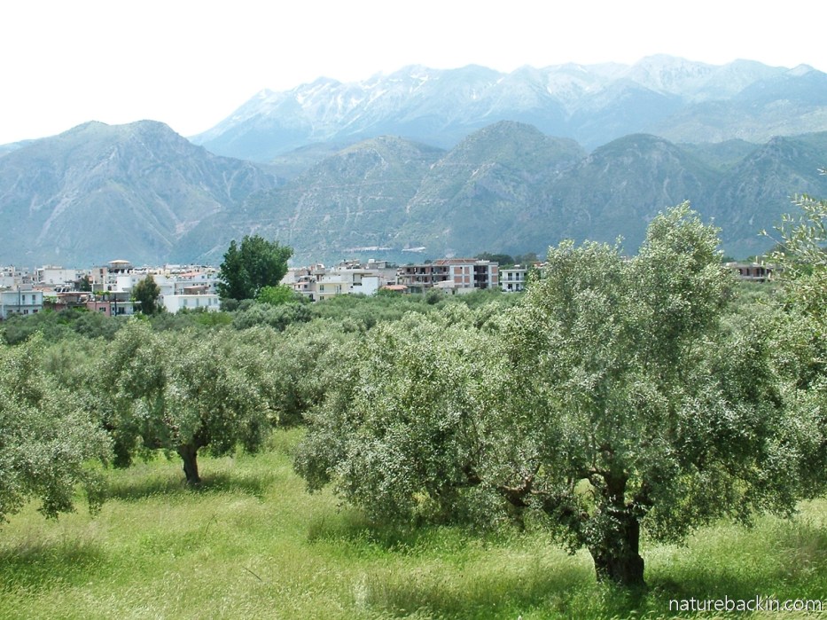Olive grove on the outskirts of Sparti, mountains behind