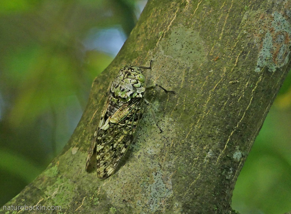 Mottled camouflage of a cicada, KwaZulu-Natal