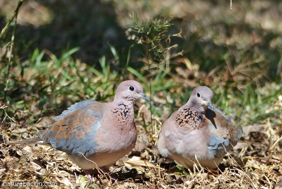 Pair of laughing doves in a garden in KwaZulu-Natal