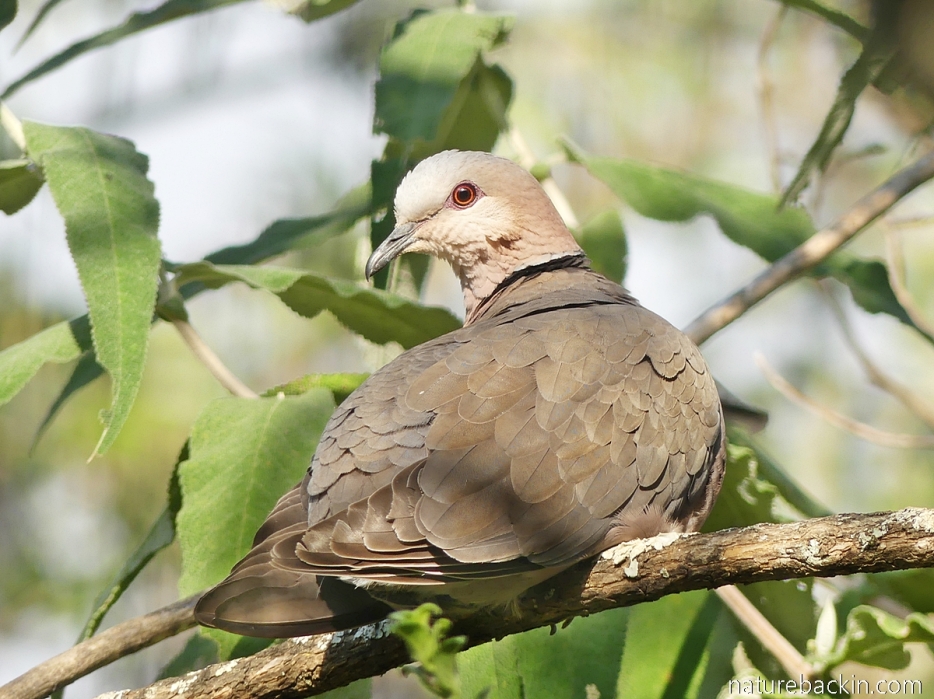 Red-eyed dove about to preen in a garden in KwaZulu-Natal