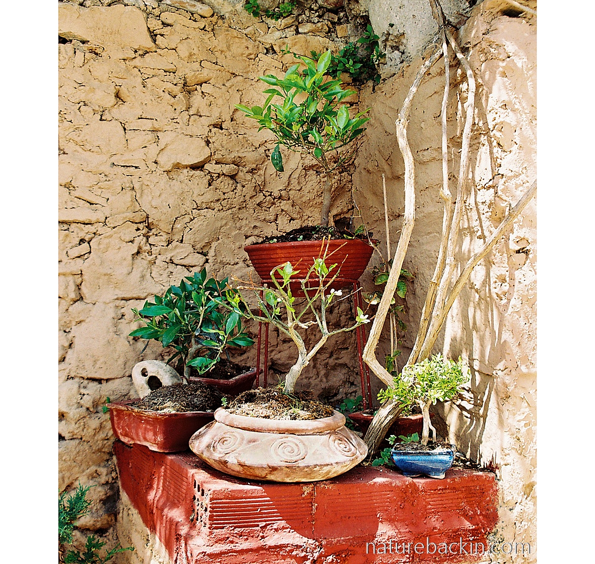 Bonsai collection at convent, Mystras, Greece